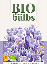 X 10 CROCUS KING OF THE STRIPED - BIO
