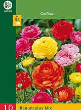 X 10 RANUNCULUS MIX NJ