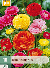 X 10 RANUNCULUS MIX NJ