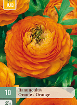 X 10 RANUNCULUS ORANJE NJ