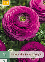 X 10 RANUNCULUS PAARS NJ
