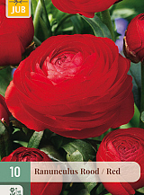 X 10 RANUNCULUS ROOD NJ