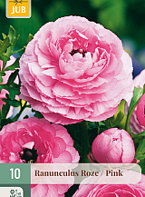 X 10 RANUNCULUS ROZE NJ