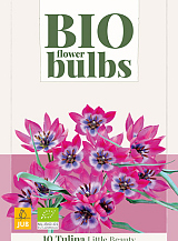 X  10 TULIPA LITTLE BEAUTY - BIO