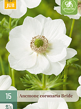 X 15 ANEMONE CORONARIA BRIDE NJ