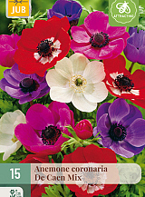 X 15 ANEMONE CORONARIA DE CAEN MIX NJ