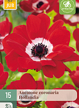X 15 ANEMONE CORONARIA HOLLANDIA NJ