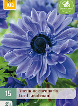 X 15 ANEMONE CORONARIA LORD LIEUTENANT NJ