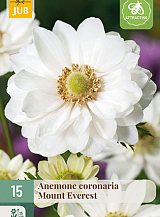 X 15 ANEMONE CORONARIA MOUNT EVEREST NJ