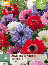 X 15 ANEMONE CORONARIA ST. BRIGID NJ