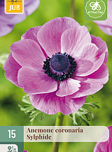 X 15 ANEMONE CORONARIA SYLPHIDE NJ
