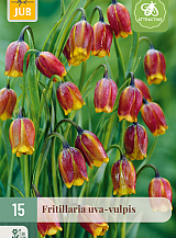 X 15 FRITILLARIA UVA VULPIS