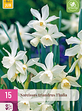 X 15 NARCISSUS TRIANDRUS THALIA