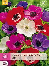 X 30 ANEMONE CORONARIA DE CAEN MIX NJ
