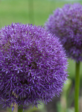 X   25 ALLIUM PINBALL WIZARD