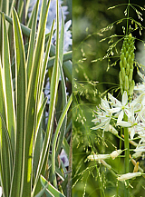 X   25 CAMASSIA LEICHTLINII SACAJAWEA