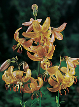 X   25 LILIUM MARTAGON GUINEA GOLD