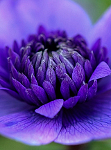 X 100 ANEMONE CORONARIA LORD LIEUTENANT