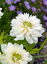 X 100 ANEMONE CORONARIA MOUNT EVEREST