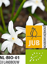 X 100 BIO CHIONODOXA LUCILIAE ALBA