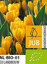 X 100 BIO CROCUS GOLDEN YELLOW