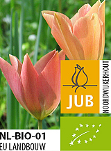 X 100 BIO TULIPA BATALINII BRONZE CHARM