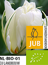 X 100 BIO TULIPA EXOTIC EMPEROR