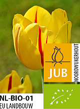 X 100 BIO TULIPA FREEDOM FLAME