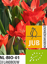 X 100 BIO TULIPA PRAESTANS ZWANENBURG