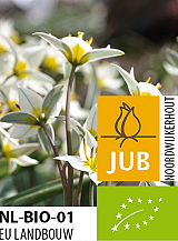 X 100 BIO TULIPA TURKESTANICA