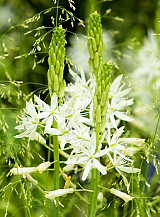 X 100 CAMASSIA LEICHTLINII SACAJAWEA