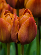 X 100 TULIPA CAIRO