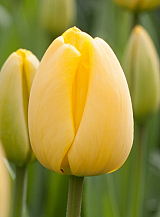 X 100 TULIPA GOLDEN APELDOORN