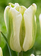X 100 TULIPA GREEN SPIRIT