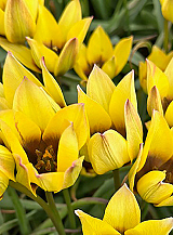 X 100 TULIPA LUCCA