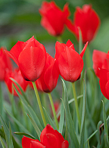 X 100 TULIPA RED HUNTER