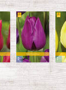 X  350 TULPEN ENKEL VROEG