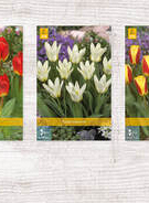 X  350 TULPEN KAUFMANNIANA