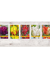 X  350 TULPEN PARKIET