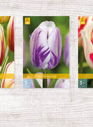 X  350 TULPEN REMBRANDT