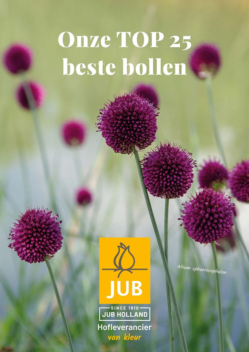 JUB Holland