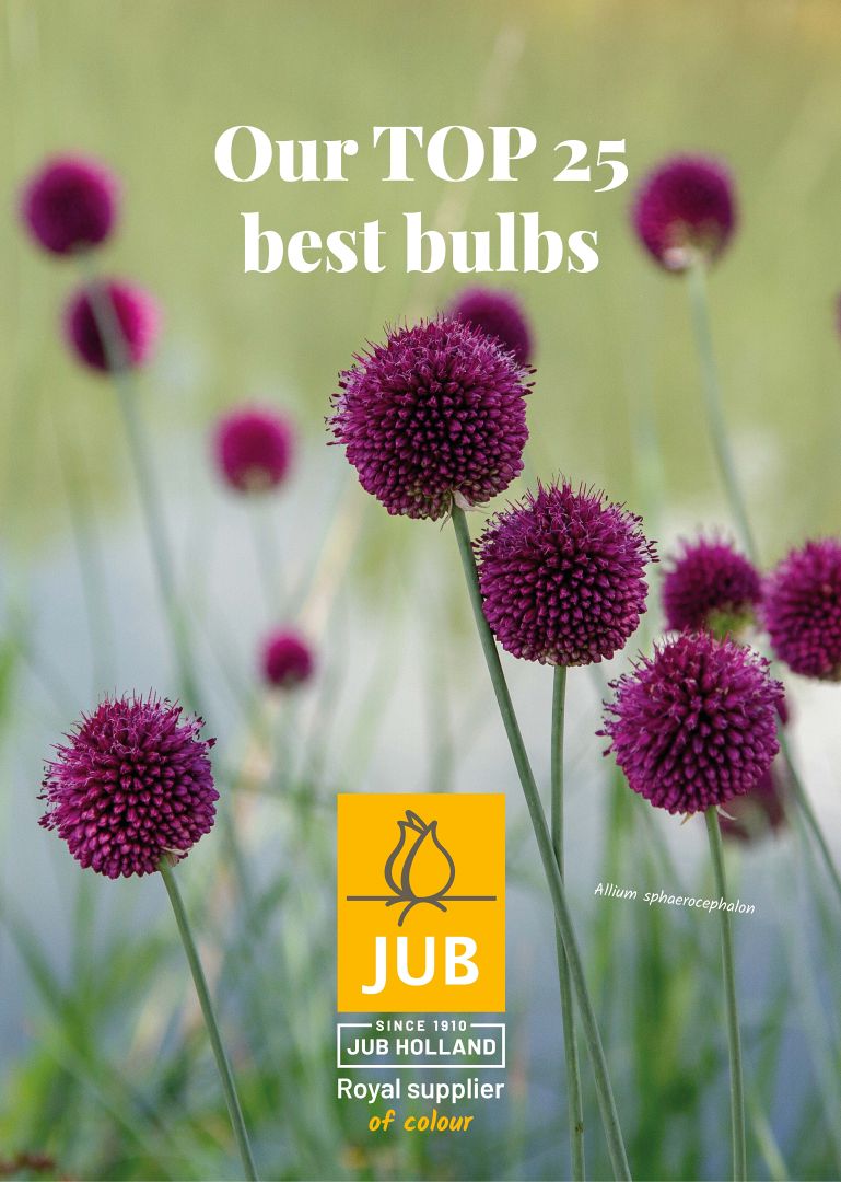 JUB Holland