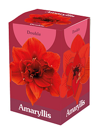X 1 AMARYLLIS DUBBEL ROOD IN DOOS 28/30