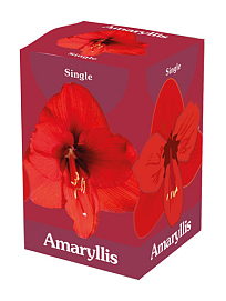 X 1 AMARYLLIS ROOD IN DOOS 28/30