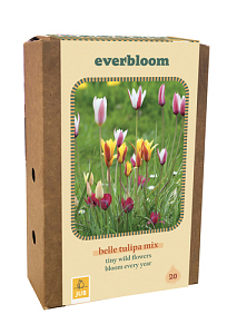 X 1 DOOS EVERBLOOM - 20 TULIPA BELLE TULIPA MIX 6/+