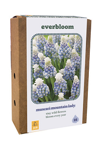 X 1 DOOS EVERBLOOM - 25 MUSCARI MOUNTAIN LADY 7/8