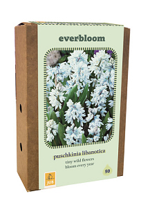 X 1 DOOS EVERBLOOM - 50 PUSCHKINIA LIBANOTICA 6/7