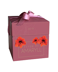 X 1 DOOSJE FLEUR D'AMARYLL RED 28/30