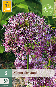 X   3 ALLIUM CHRISTOPHII 12/14