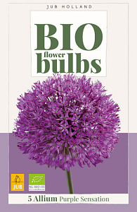 X   5 ALLIUM PURPLE SENSATION - BIO 10/12